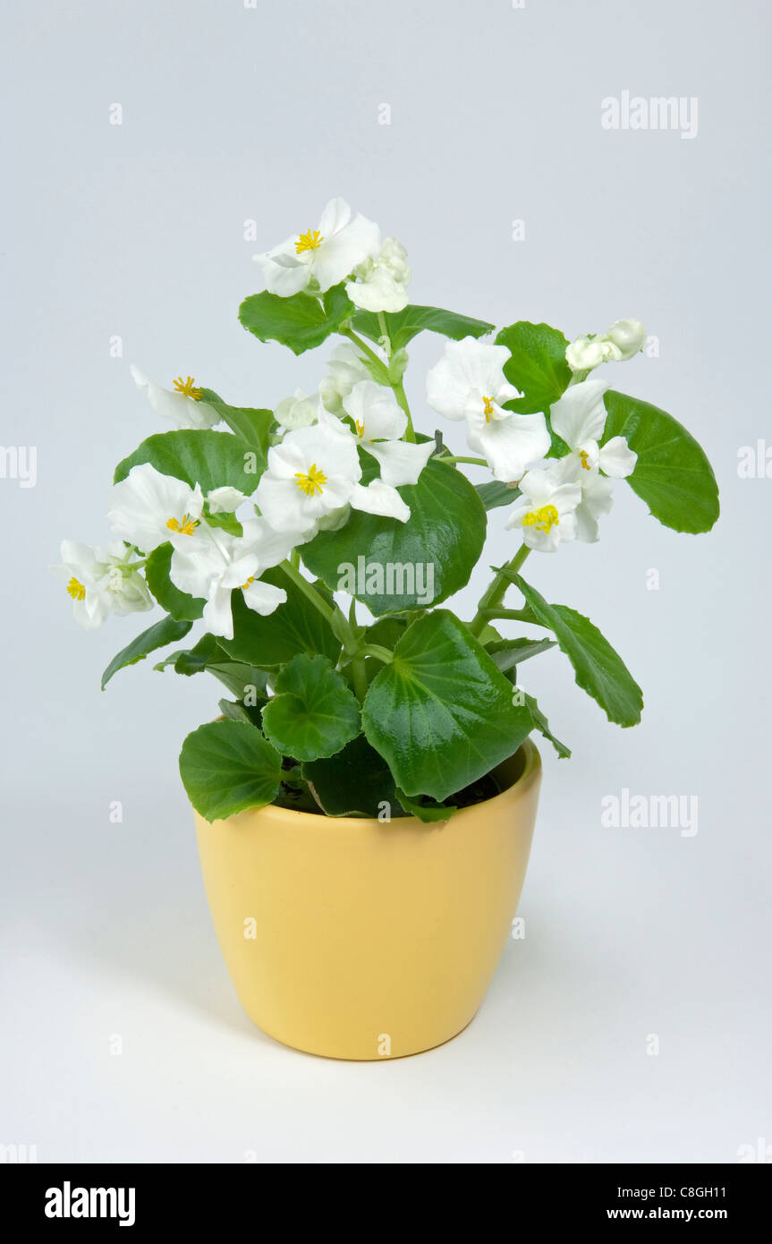 Begonia Wachs, Wachs-Blatt-Begonie (Begonia x Semperfloren-Cultorum), weiß blühende Topfpflanze Stockfoto