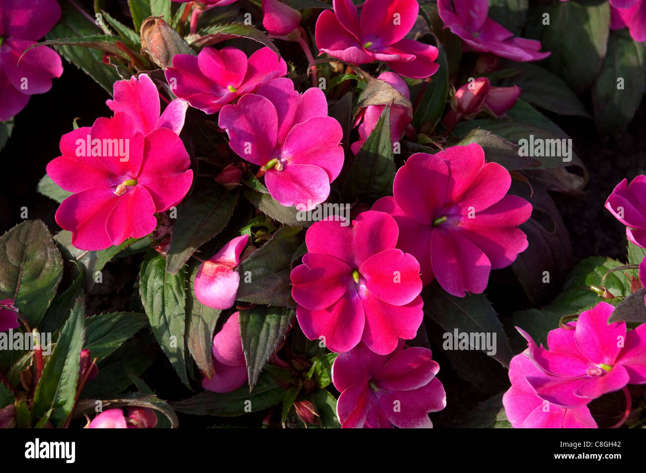 Busy Lizzie, Springkraut (Impatiens Sunpatiens kompakte Magenta, Blumen. Stockfoto