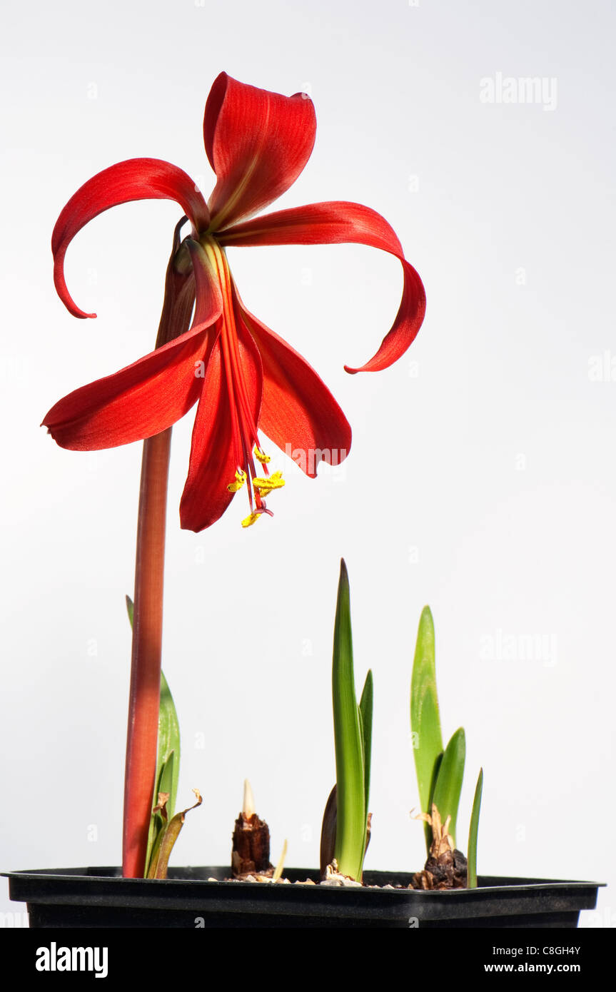 Amaryllis, Aztec Lily (Sprekelia Formosissima), rot blühende Pflanze. Stockfoto