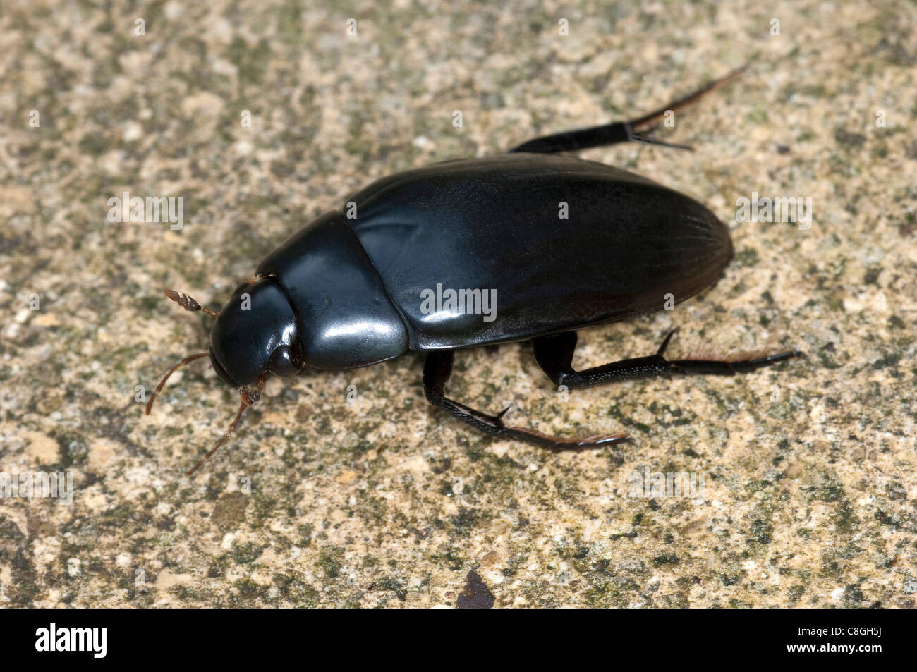 Große Silber Wasserkäfer (wasserhaltigen Piceus), Erwachsene auf einem Felsen. Stockfoto