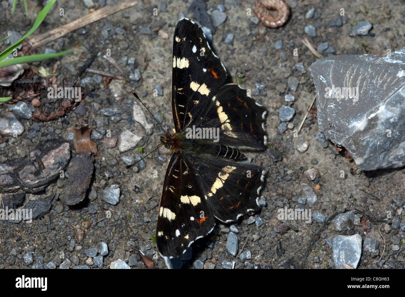 Karte-Schmetterling (Araschnia Levana), Schmetterling Sommer Generation, Sommer Brut. Stockfoto