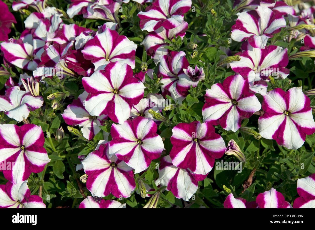 Verbreitung der Petunie (Petunia X Hybrida Cascata Burgund Star), Blumen. Stockfoto