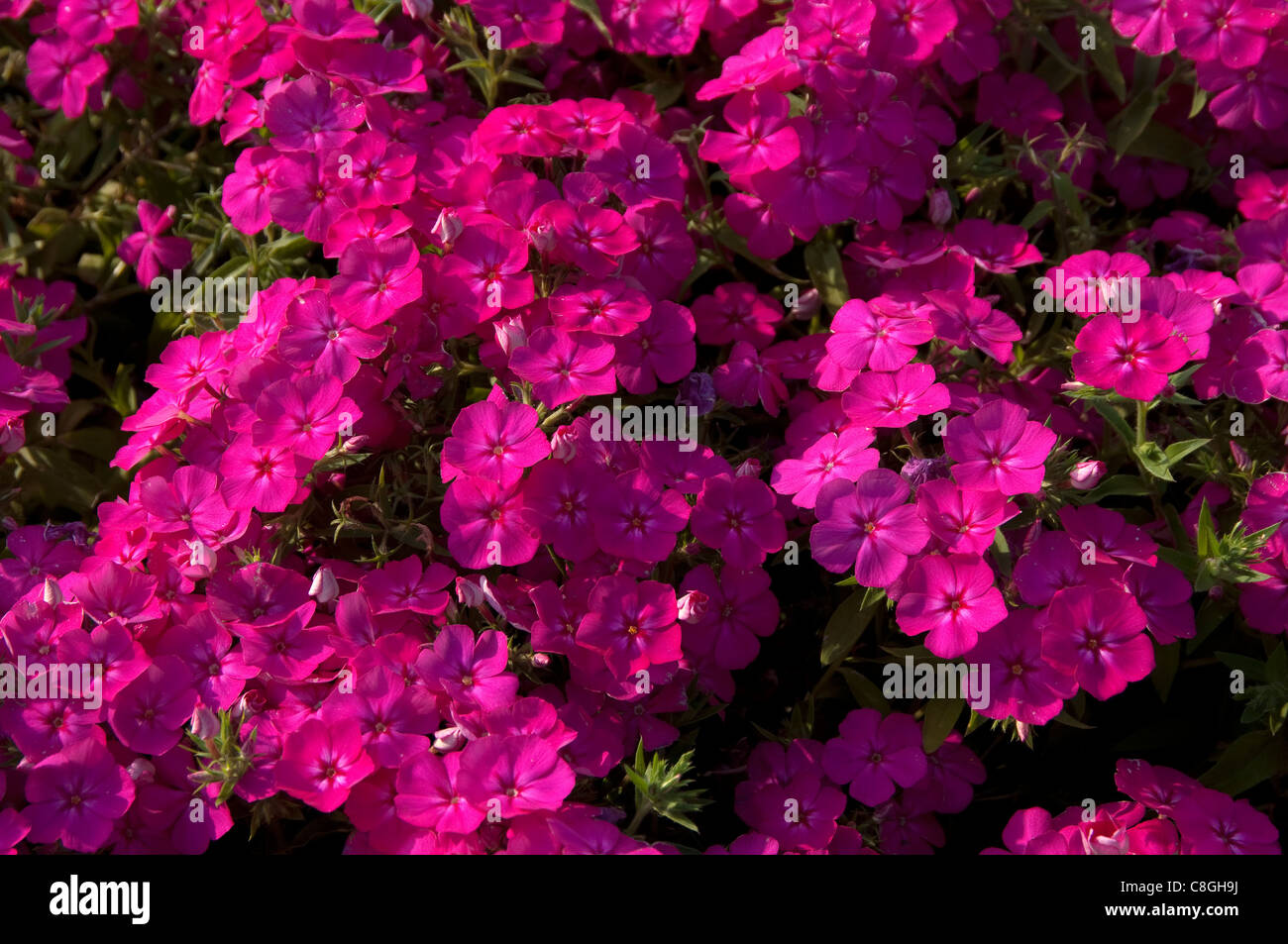 Garten-Phlox (Phlox Paniculata lila Auge Flamme), Blumen. Stockfoto