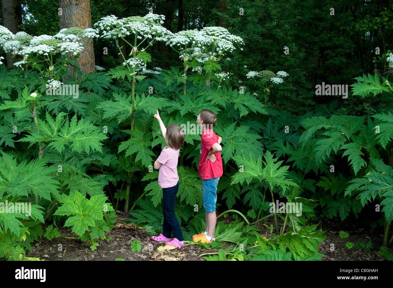 Kinder betrachten Bärenklau (Heracleum Mantegazzianum). Stockfoto