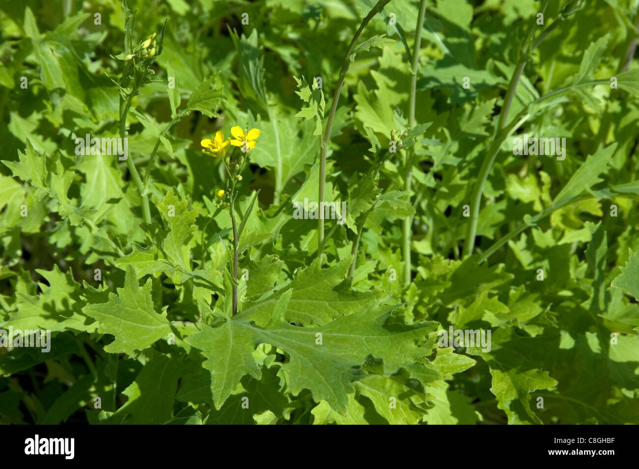 Rübe oben, Kohlrabi (Brassica Rapa SSP. Silvestris Namenia), blühende Pflanze. Stockfoto