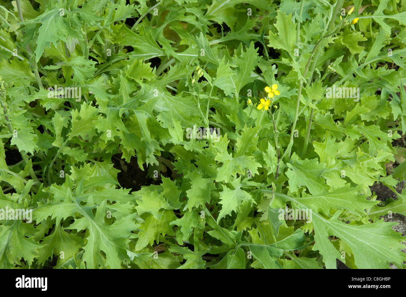 Rübe oben, Kohlrabi (Brassica Rapa SSP. Silvestris Namenia), blühende Pflanze. Stockfoto