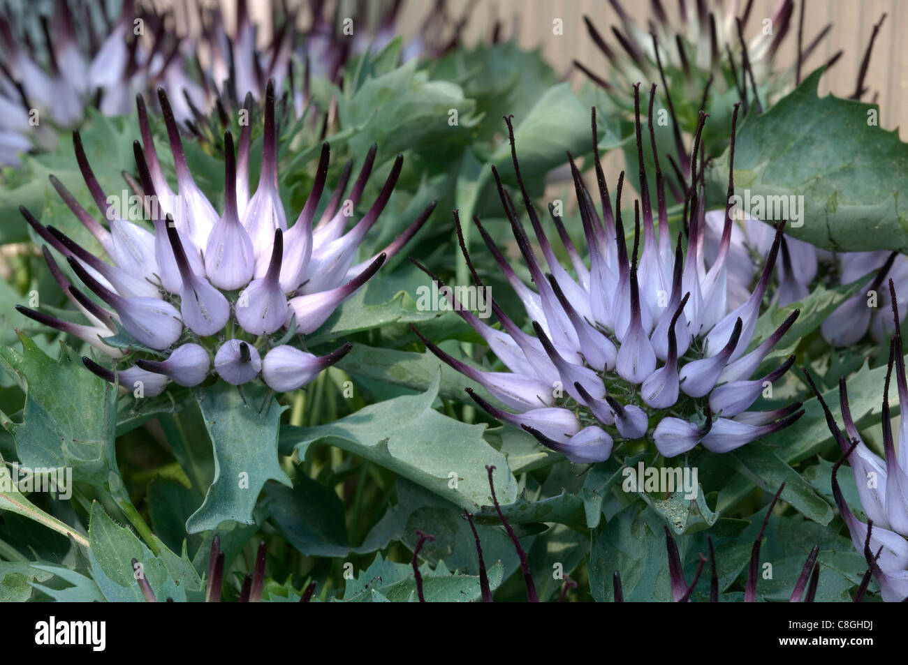 Lila Stachelige Pflanze Stockfotos und -bilder Kaufen - Alamy