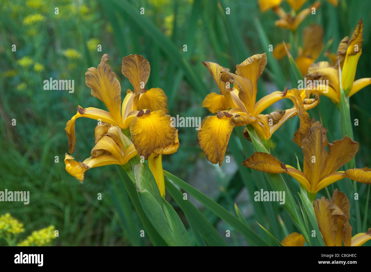 Spuria Iris (Iris Spuria Imperial Bronze), blühend. Stockfoto