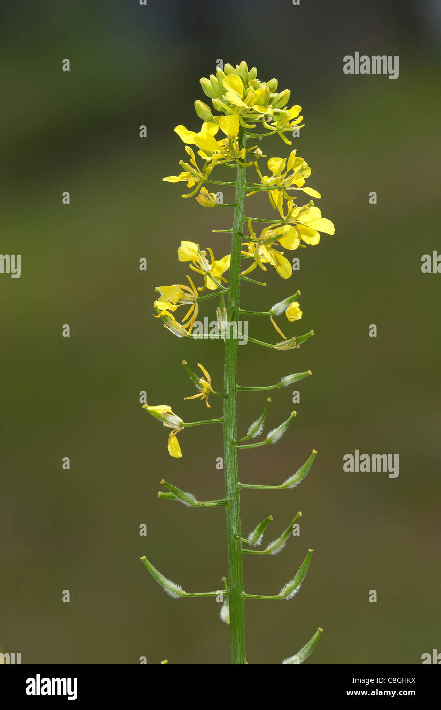 Weißer Senf (Brassica Alba, Sinapis Alba), Blumen und Samen. Stockfoto