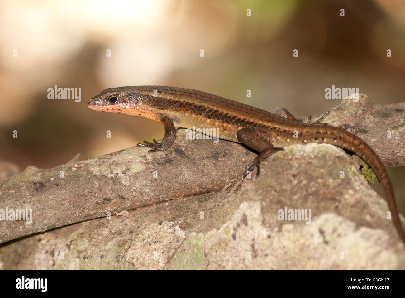 Gemeinsame Sonne Skink Eutropis Multifasciata zuvor Mabuya Multifasciata, Kinabatangan, Sabah, Borneo, Malaysia Stockfoto