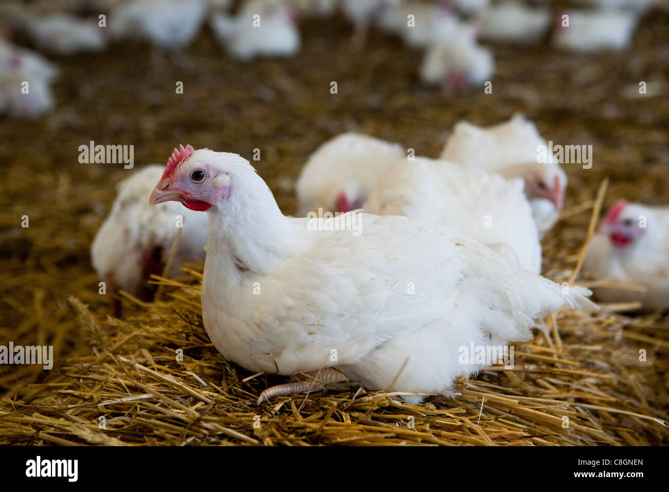 Hühner auf Stroh Einstreu im Stall auf einer zertifizierten Hühnerfarm Freiheit essen. Somerset