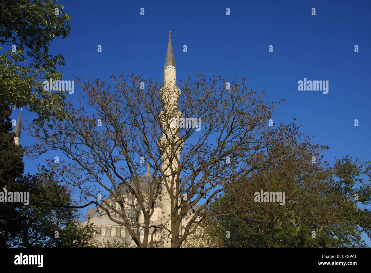 Istanbul, Türkei, Moschee, Sultan Süleyman, Minarett, Baum Stockfoto