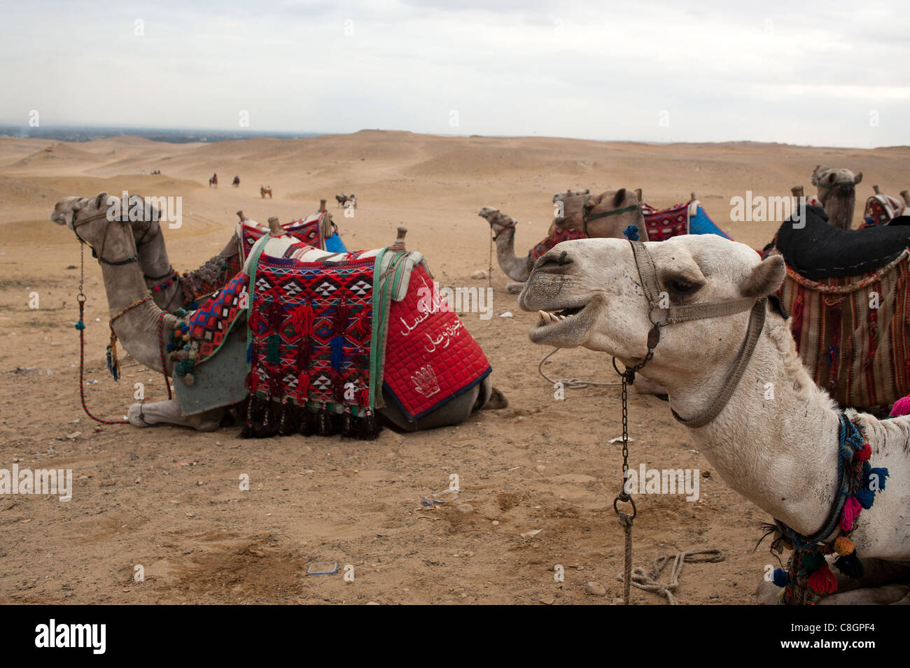 Kamele bei den Pyramiden, Gizeh, Kairo, Ägypten Stockfoto