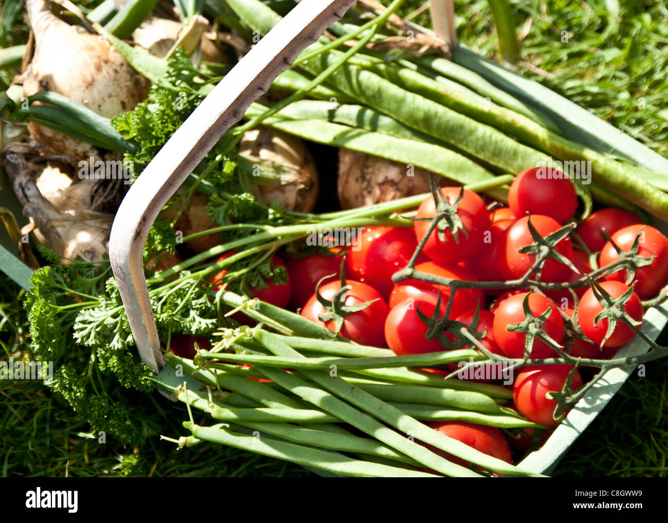 Land-Gemüse-Korb Stockfoto