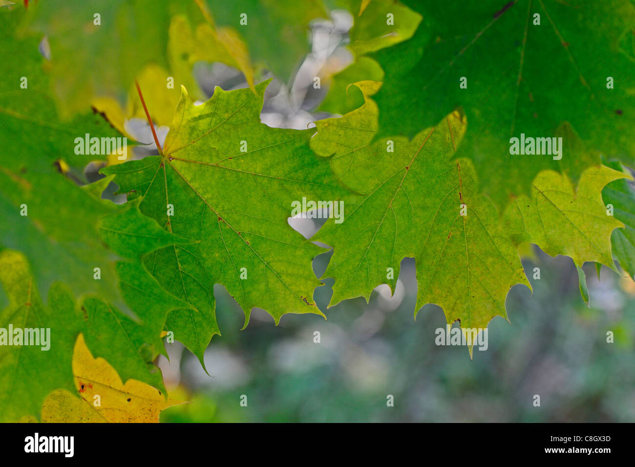 Spitz-Ahorn oder Ahorn Blatt mit anderen Herbst liegen lässt. Stockfoto