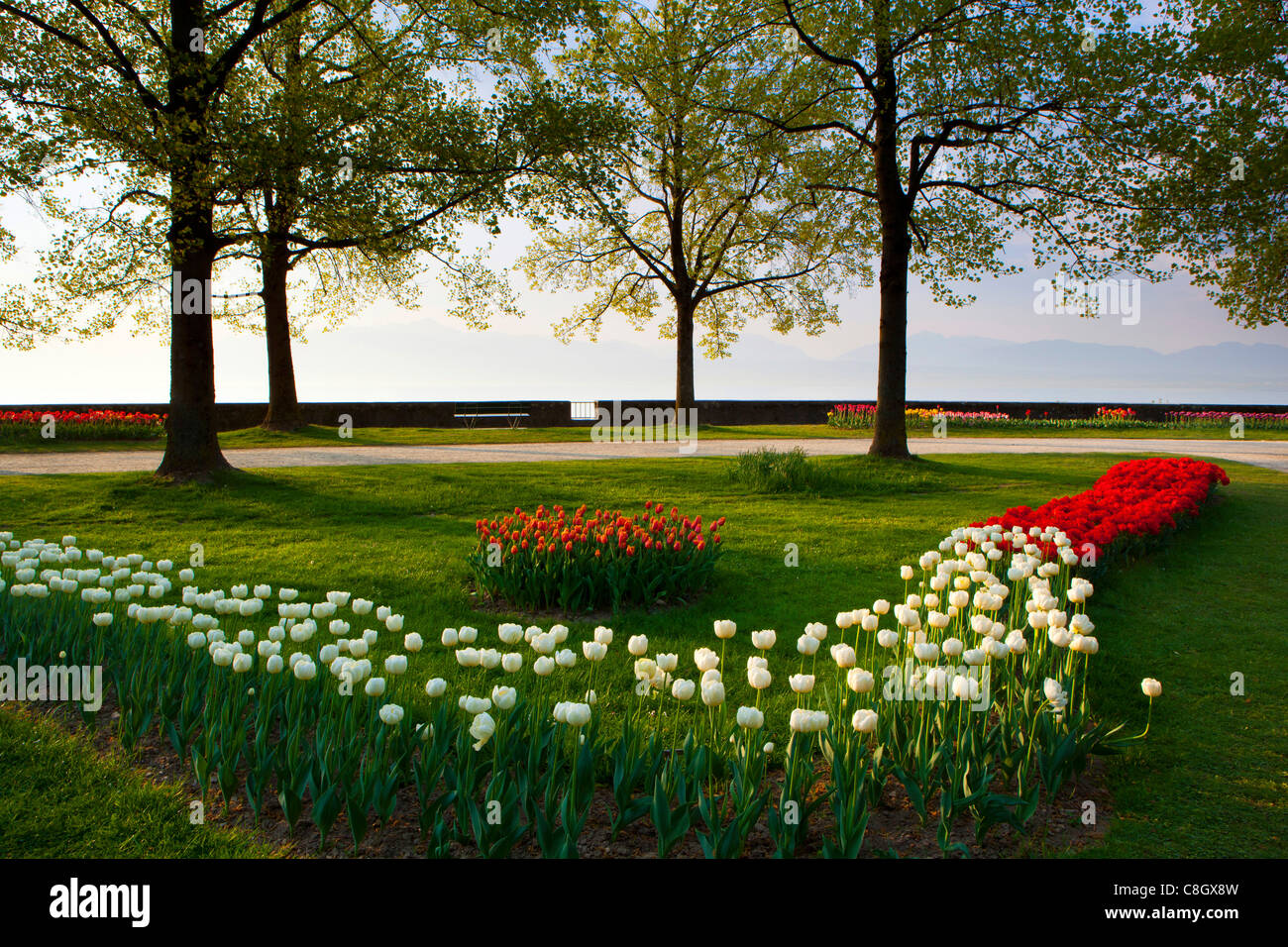 Morges, Tulpenfest, Schweiz, Europa, Kanton Waadt, Genfer, See, Leman,  Parken, Tulpen, Bäume, Blumen, Frühling Stockfotografie - Alamy