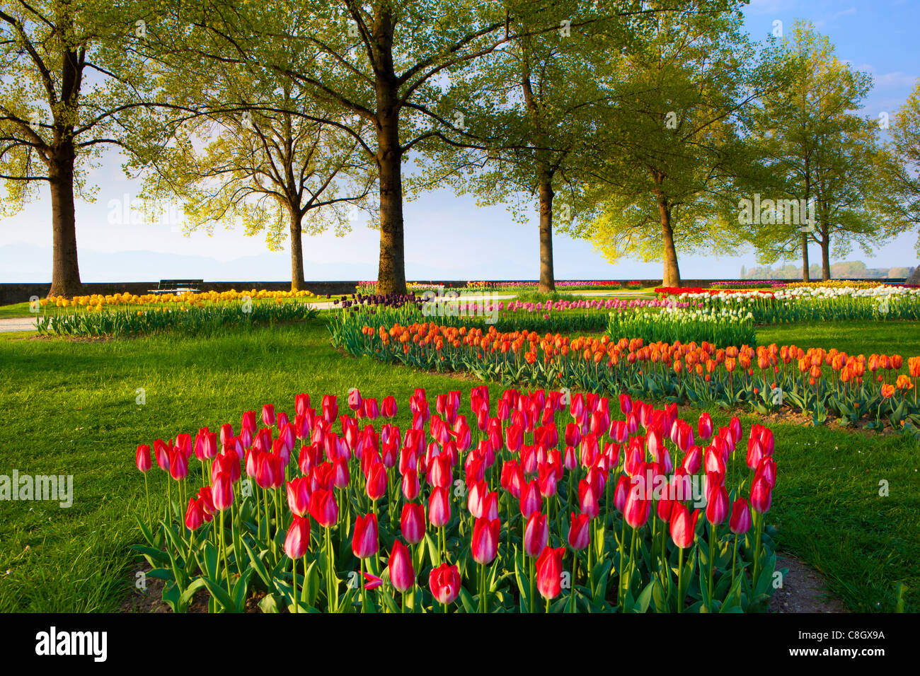 Morges, Tulpenfest, Schweiz, Europa, Kanton Waadt, Genfer, See, Leman,  Parken, Tulpen, Bäume, Blumen, Frühling Stockfotografie - Alamy