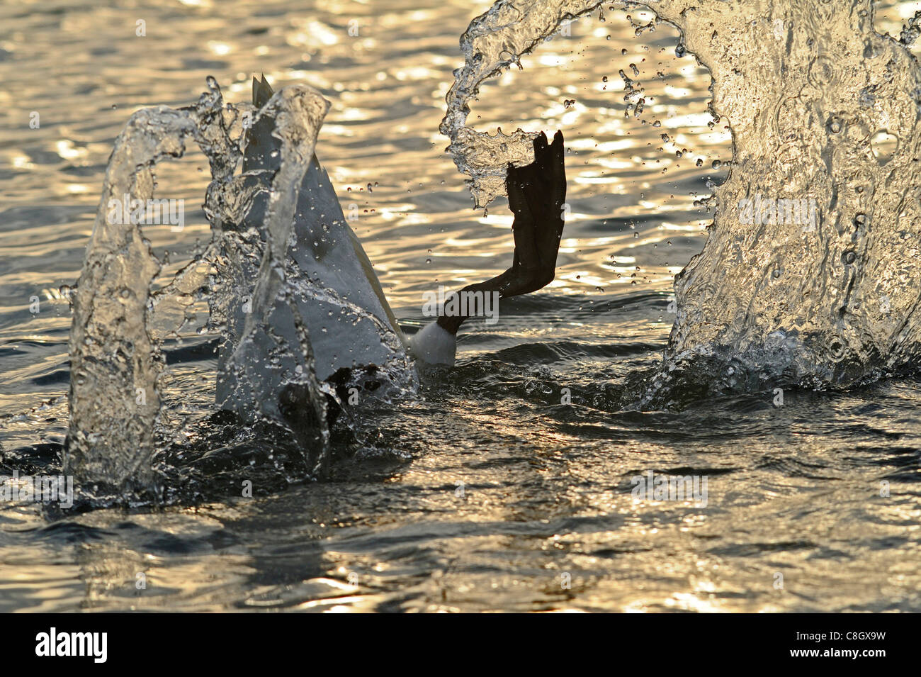 Erwachsenen Höckerschwan mit seiner großen webbed Füße, tief bis in das Seebett für Nahrung und verursacht Wasser geworfen zu werden zu erreichen. Stockfoto