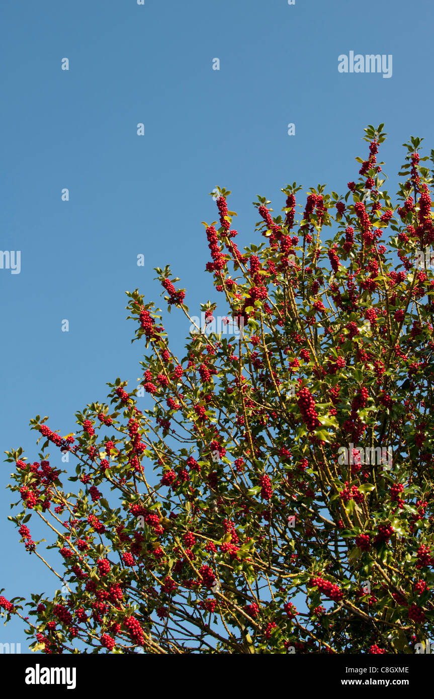 Stechpalme mit roten Beeren, UK Stockfoto