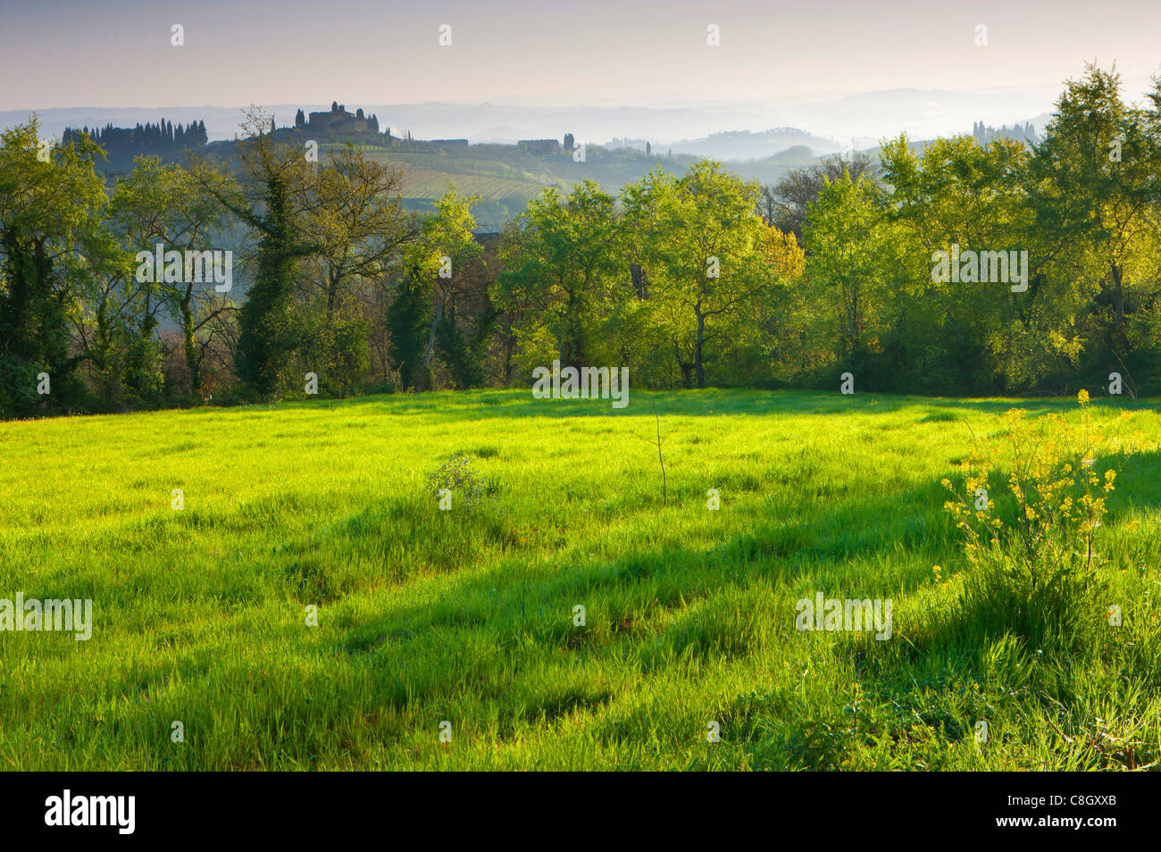 Casaglia, Italien, Europa, Toskana, Felder, Holz, Wald, Hügel, Morgenlicht, Frühling, Häuser, Wohnungen, Herrenhäuser Stockfoto