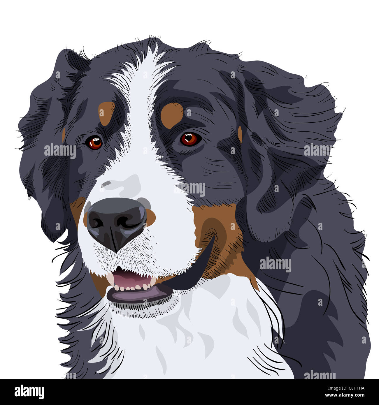 Farbskizze eine Nahaufnahme Hunderasse Berner Sennenhund Stockfoto