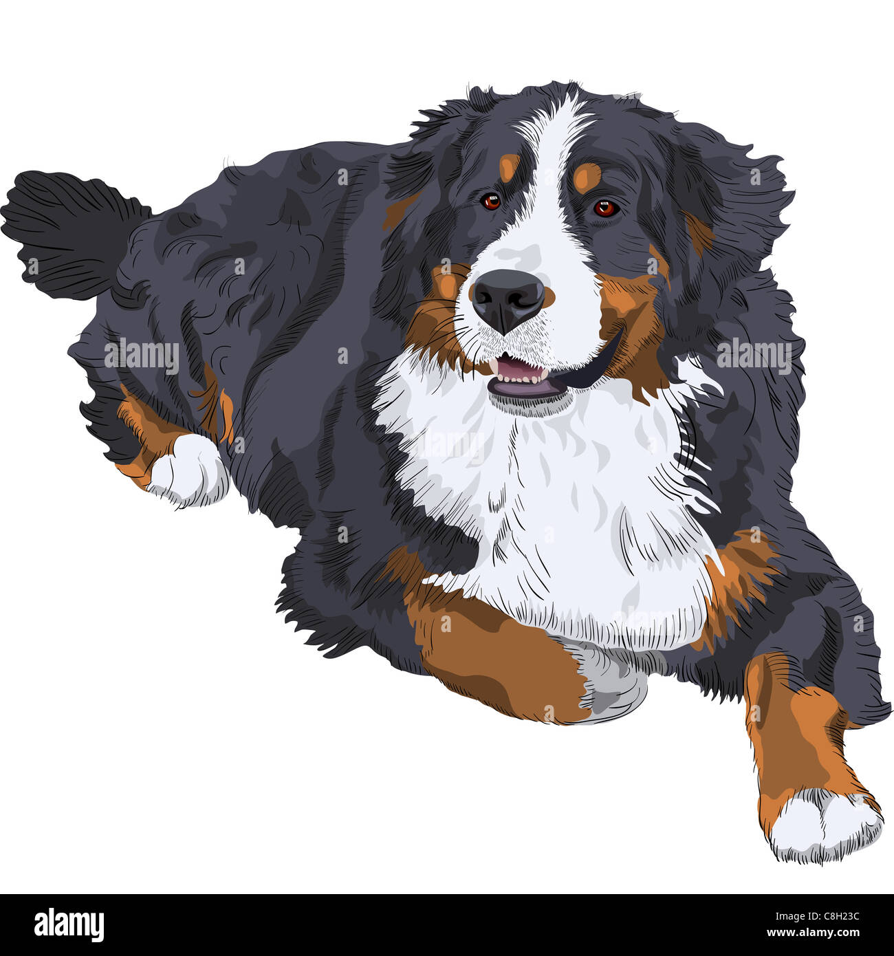 Farbskizze eines close-up Hund züchten Berner Sennenhund liegend Stockfoto