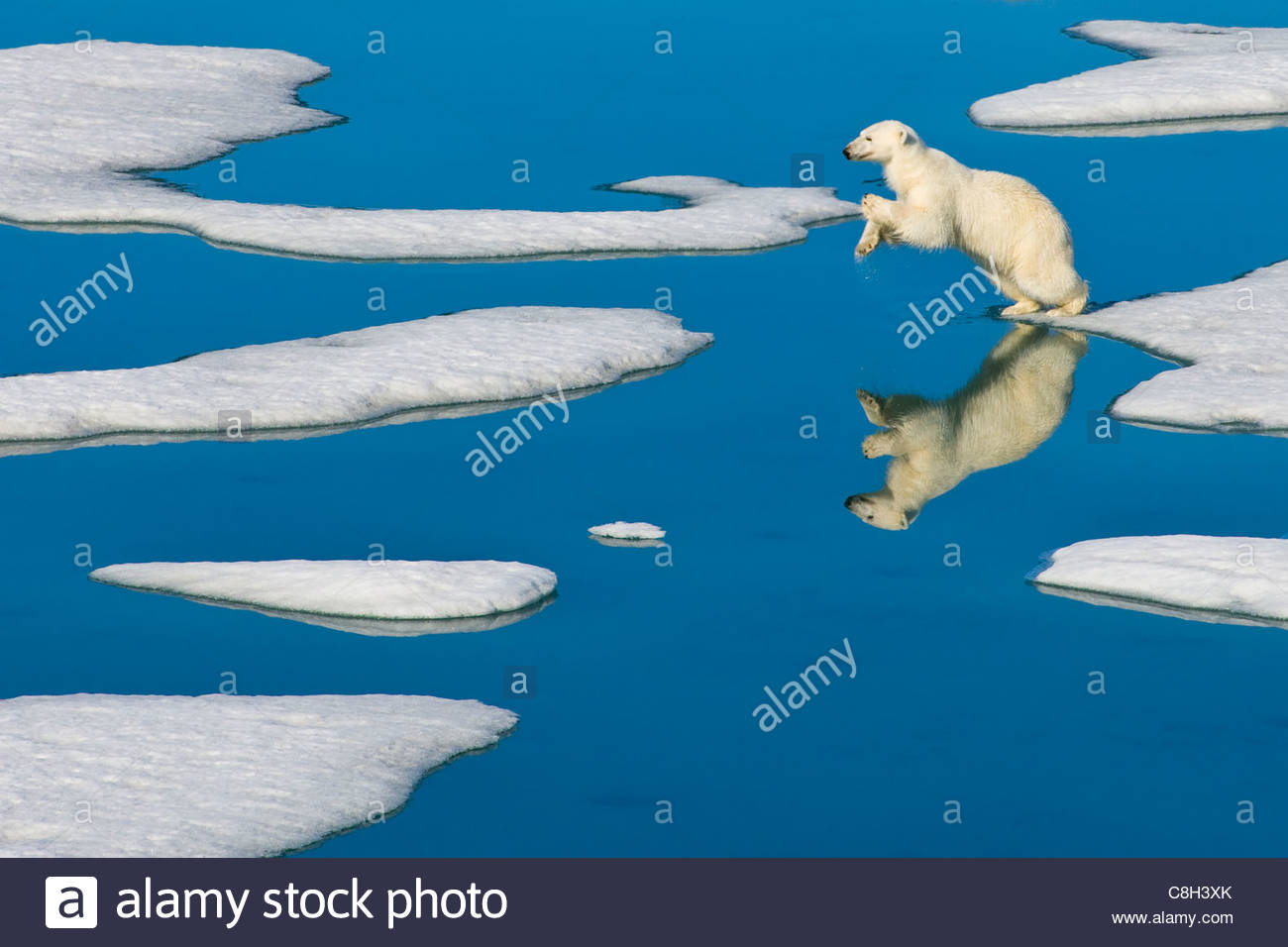 Ein Eisbär springt zum nächsten vom Einteiler des Packeises. Stockfoto