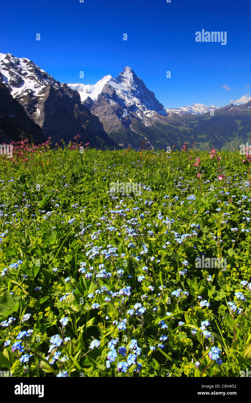 Alp, Alpen, Flora, Ansicht, Berge, Bergpanorama, Berge, Bergfrühling, Bergmassiv, Bergpanorama, Berg wa Stockfoto