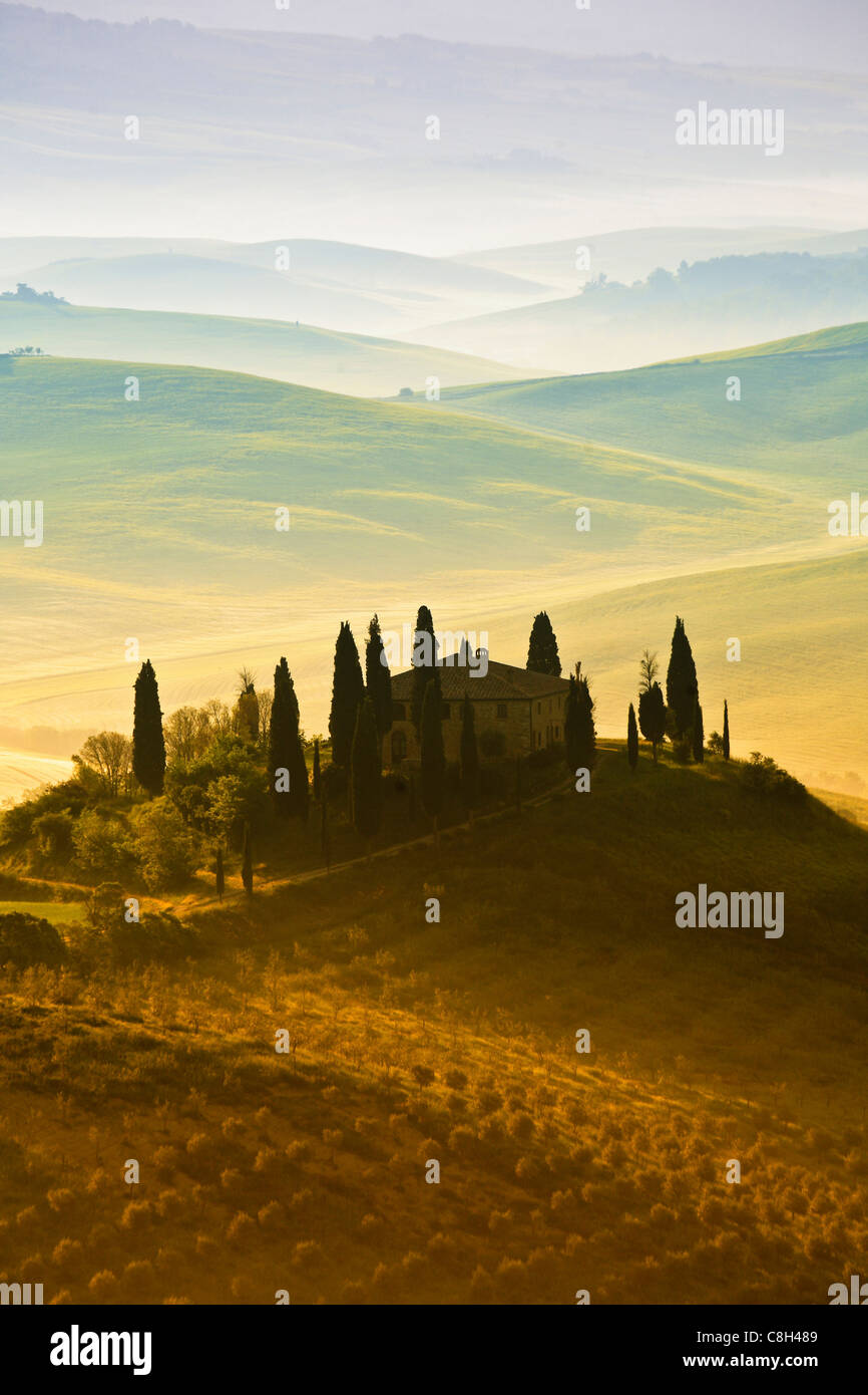 Italien, Toscana, Baum, Bäume, Anbau, Cupressus Sempervirens, Zypresse, Feld, Korn, italienische Zypresse, Landwirtschaft, Weizen, pl Stockfoto