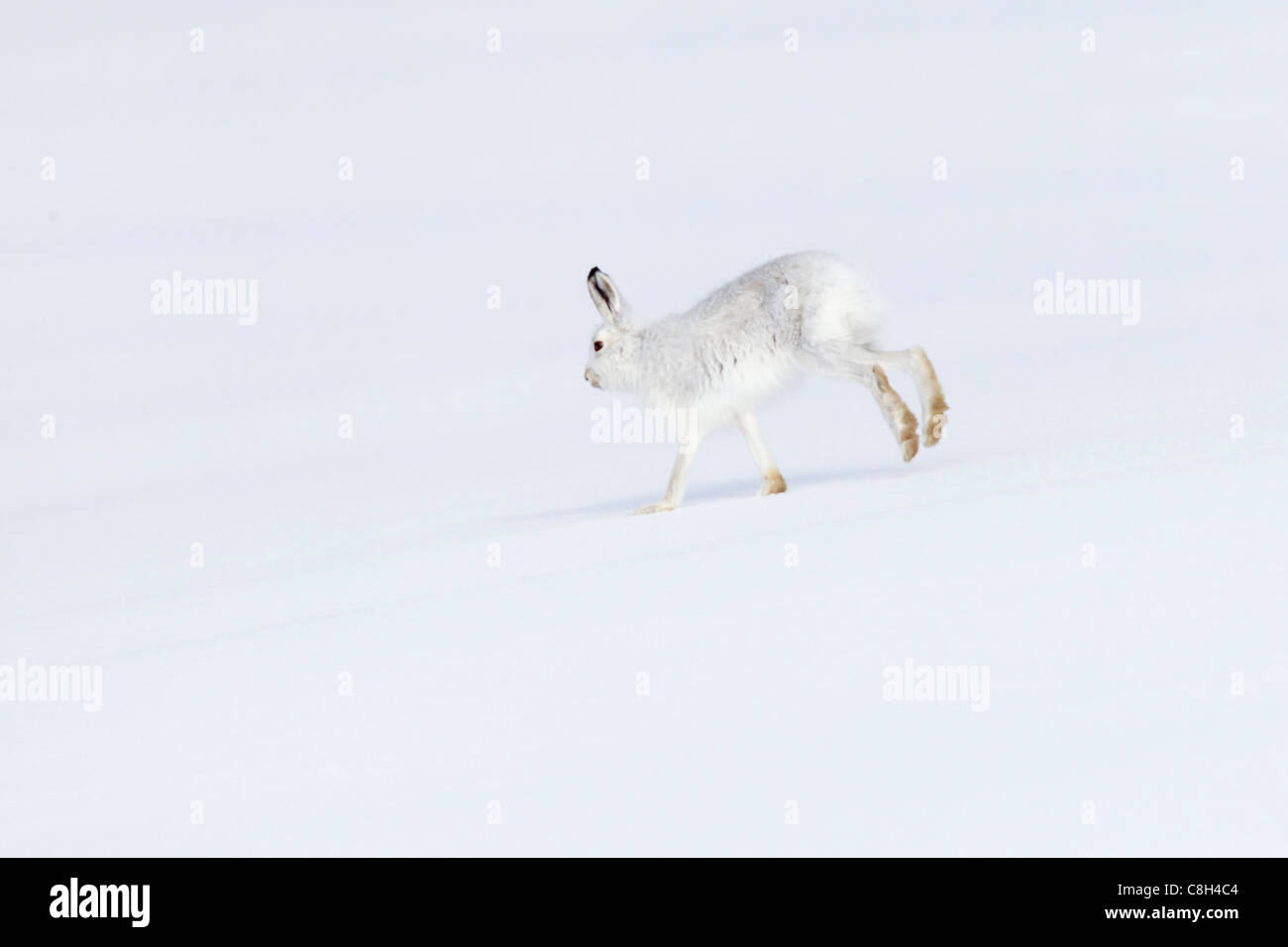 Alpen, Berg, Berge, Cairngorms, Nationalpark, Eis, Fauna, Fell, Felsen, Berge, Hase, Kaninchen, Hochland, Kälte, lebenden s Stockfoto