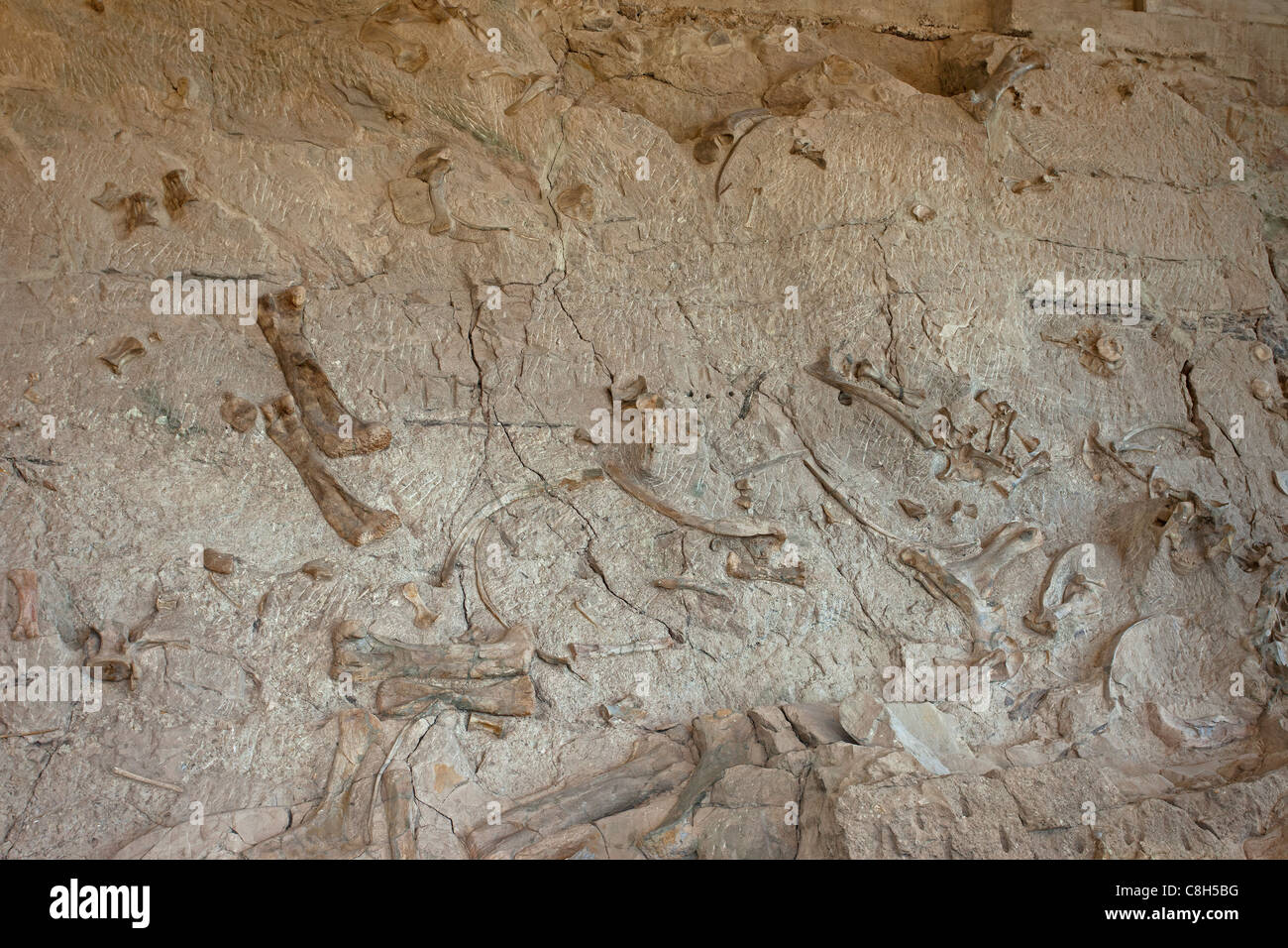 Dinosaur National Monument Vernal Utah. Fossile Knochen eingebettet in Felsen und Stone Mountain. Stockfoto