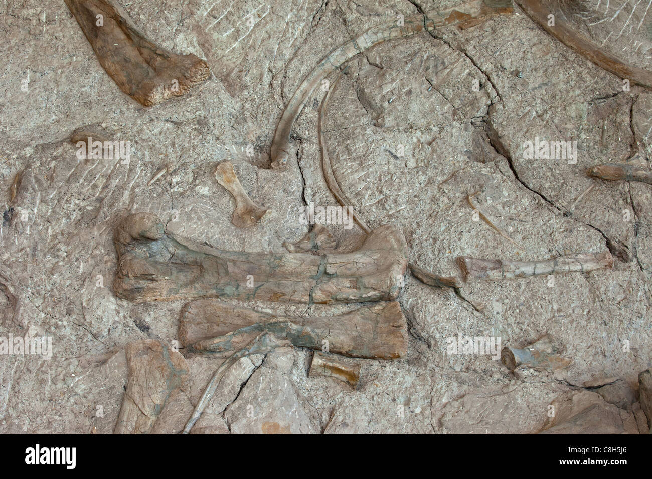 Dinosaur National Monument Fossil eingebettet in Felsen und Stone Mountain. Verschiedene Körper Knochen sind über die Hügel verstreut. Stockfoto