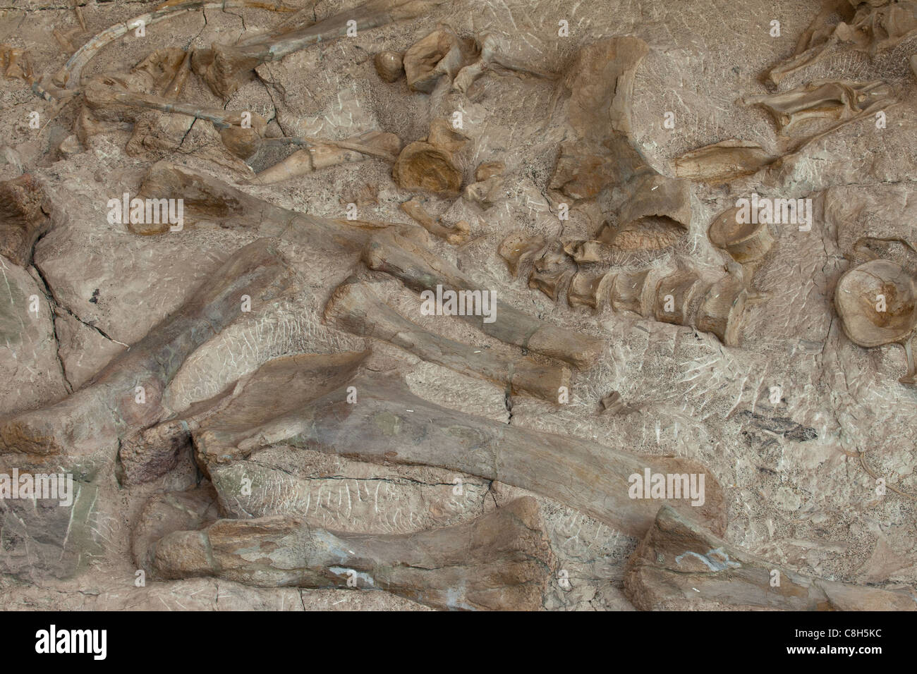 Dinosaur National Monument Fossil eingebettet in Felsen und Stone Mountain. Verschiedene Körperteile sind über die Hügel verstreut. Stockfoto