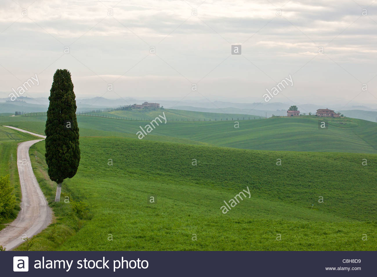 Eine Reife Zypresse sitzt neben einer Landstraße in der Toskana. Stockfoto