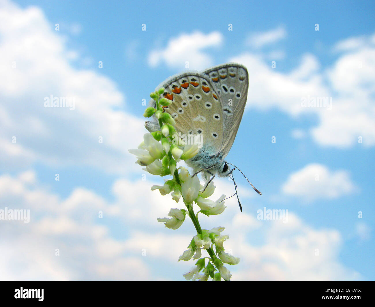 Schmetterling auf einer Pflanze über sky Stockfoto