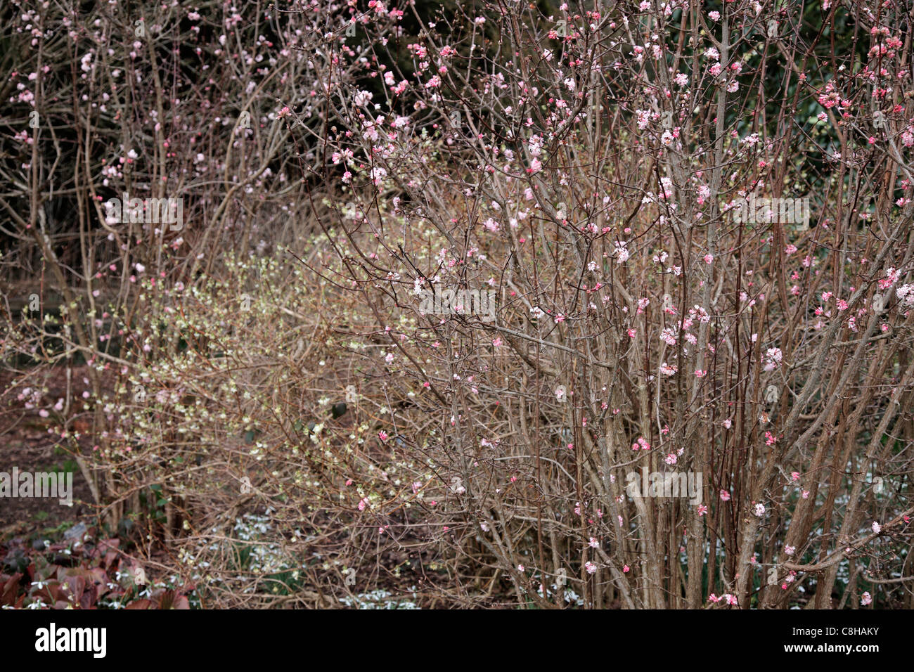 Lonicera x Purpusii 'Winter Beauty' AGM und Viburnum X bodnantense 'Charles Lamont' AGM Stockfoto