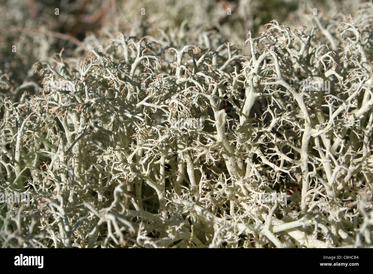 Rentier Flechten Cladonia Portentosa im Detail genommen On The Sefton Coast, Merseyside, UK Stockfoto
