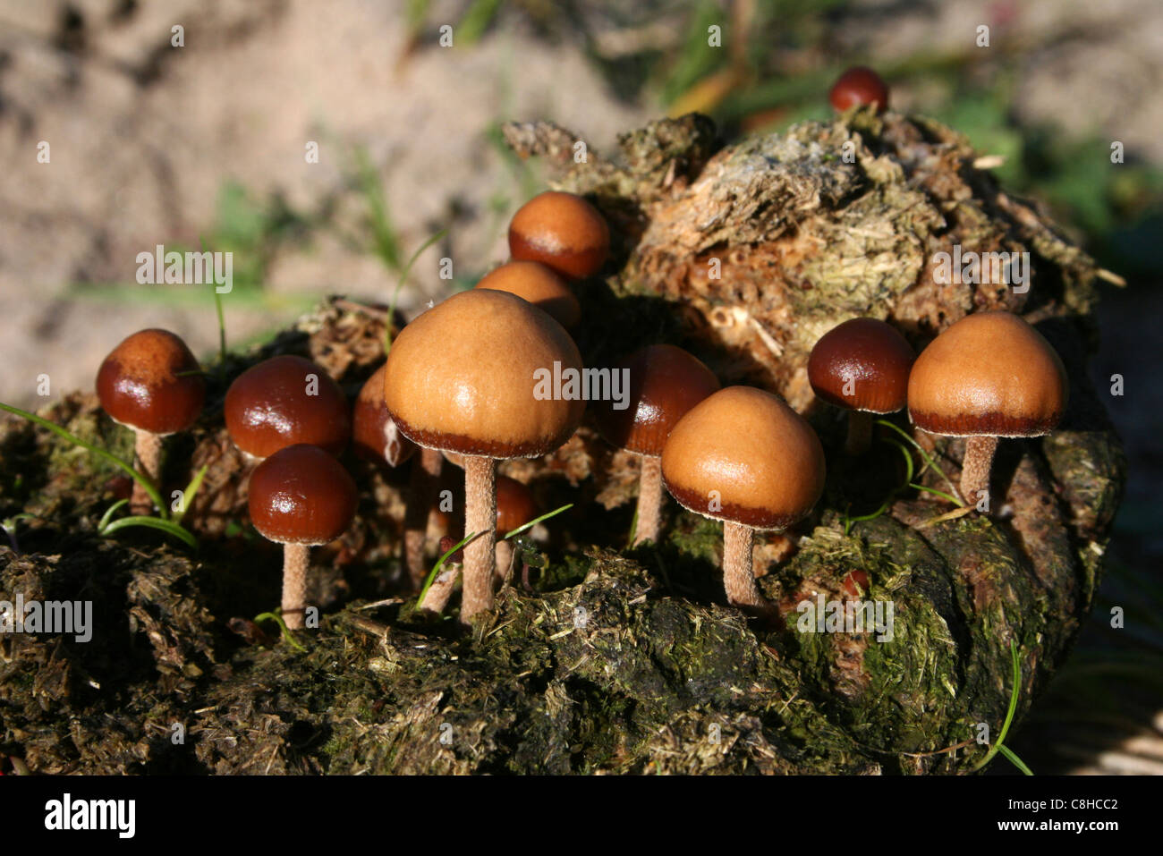 Coprophilous (oder Dung-liebenden) Pilze Stockfoto