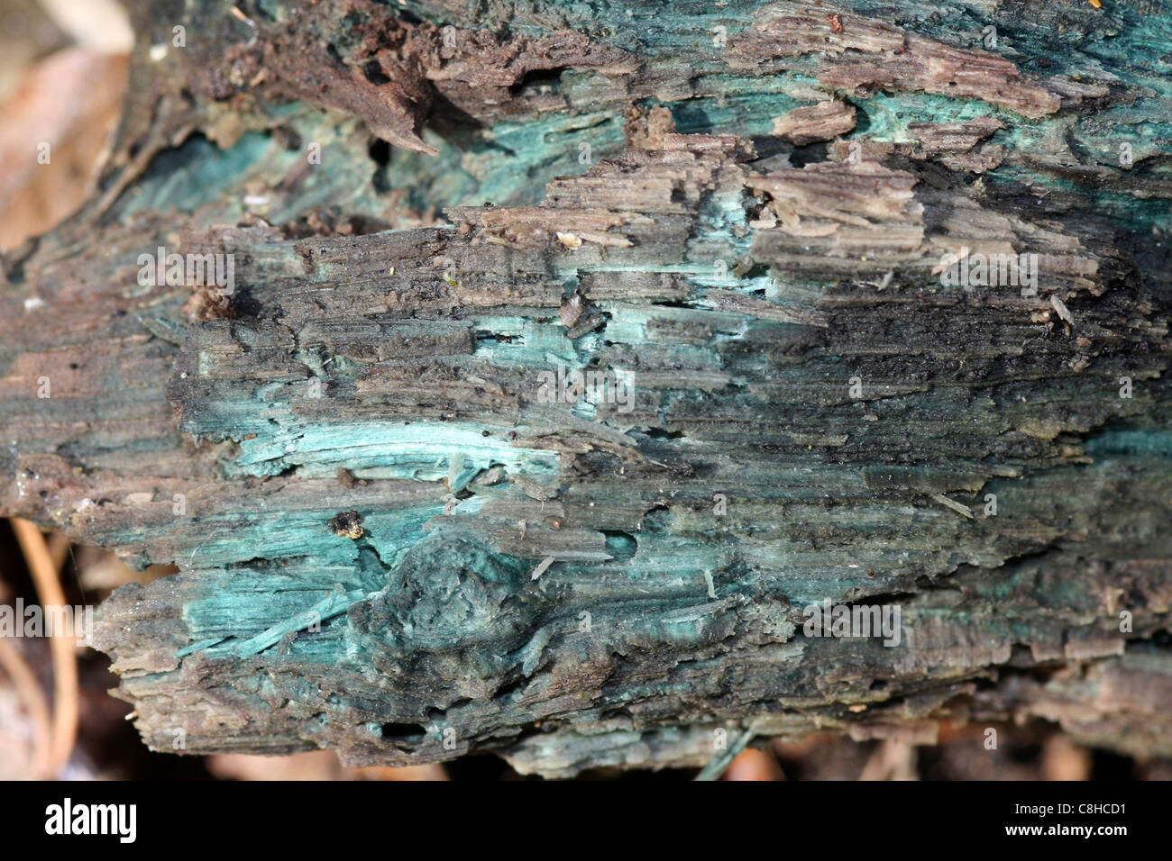 Grüne Färbung der Fäulnis Holz verbunden mit Grün Elfcup Pilze Chlorociboria aeruginascens Stockfoto