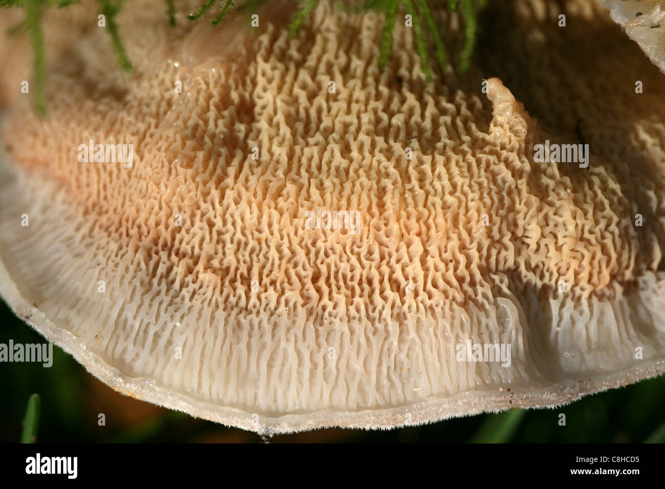 Unterseite des Gelee Rot Pilz Phlebia tremellosa Stockfoto