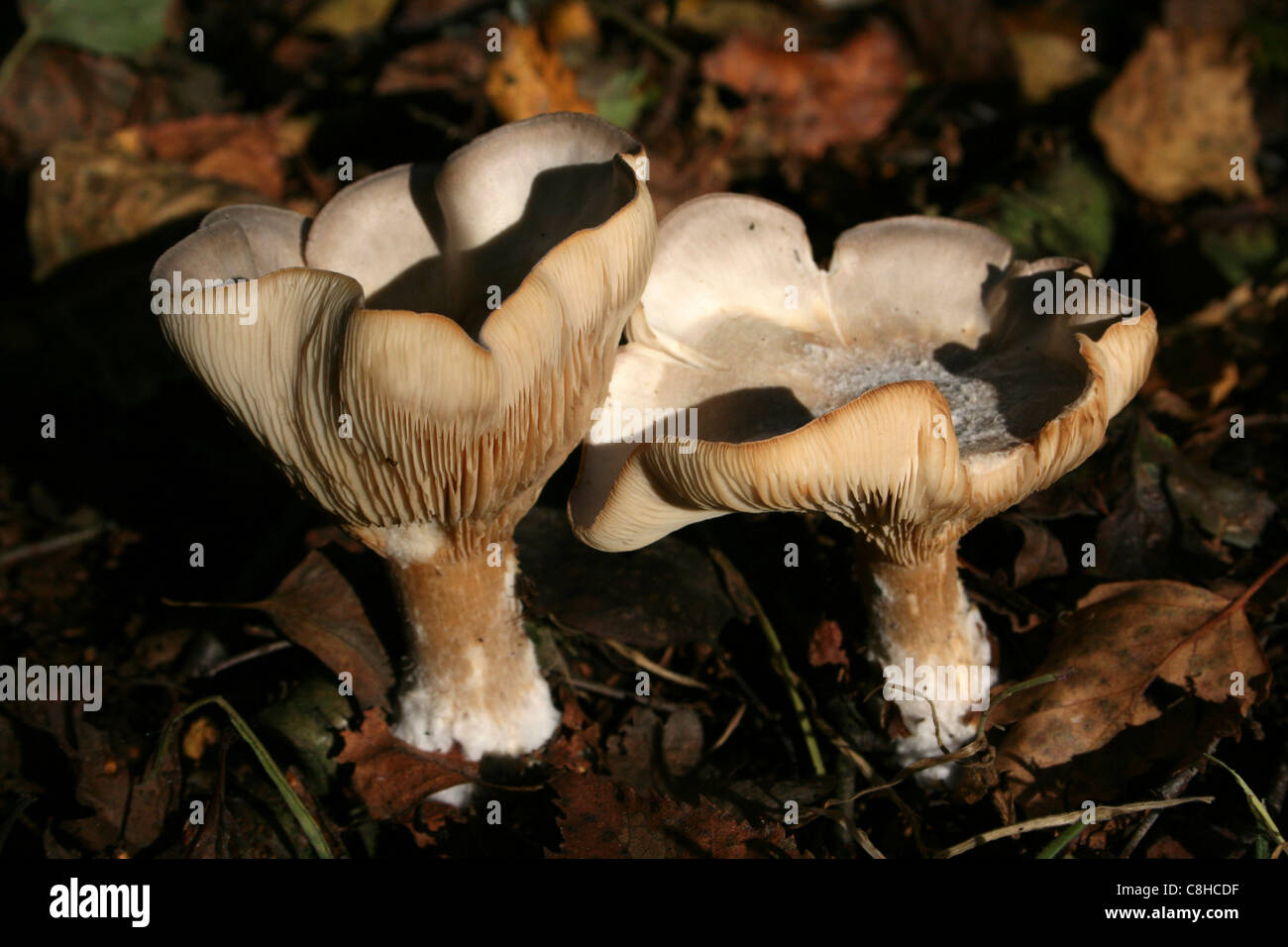 Miller Clitopilus prunulus Stockfoto