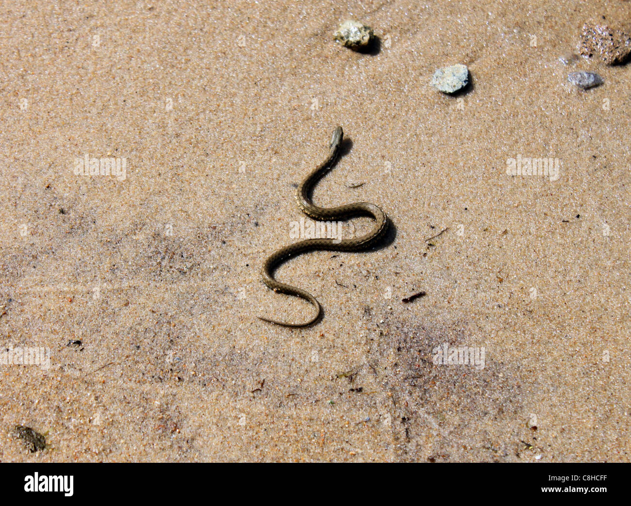 Schlange auf einem sand Stockfoto