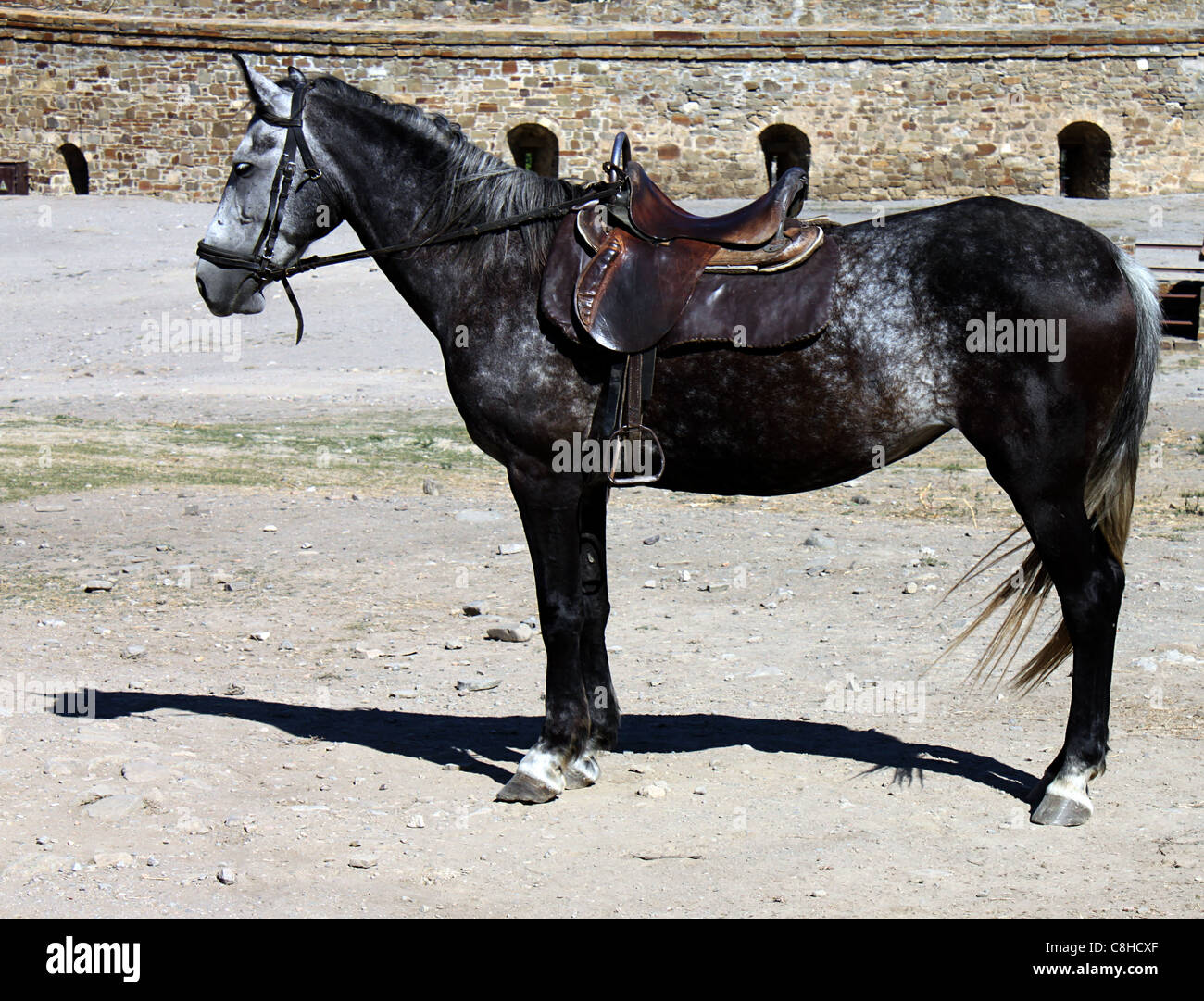 Kohlschwarz Pferd Stockfoto