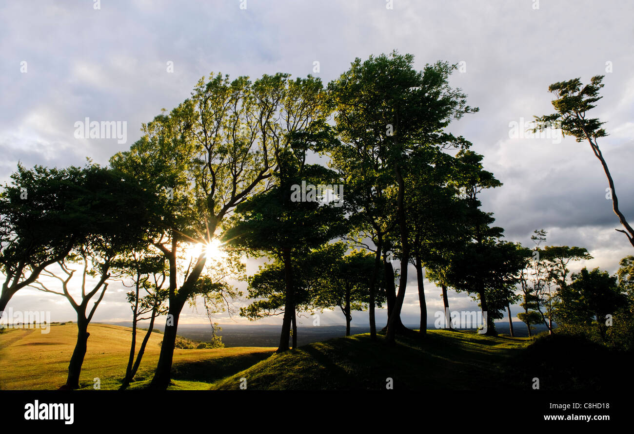 Chanctonbury Ring, South Downs National Park, West Sussex, am späten Nachmittag mit Sonnenschein durch Buche Bäume. Stockfoto