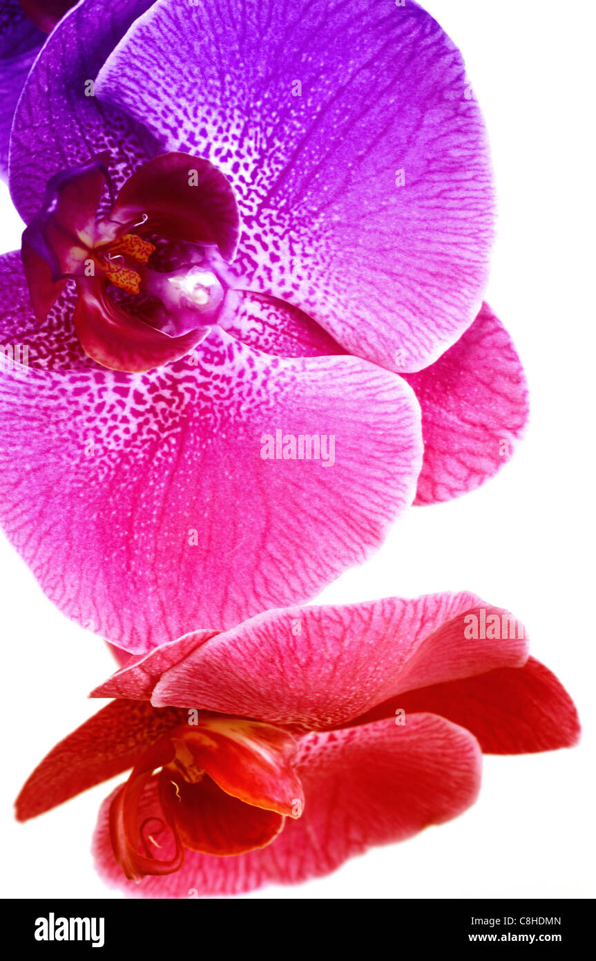 Regenbogen Orchidee auf weißem Hintergrund Stockfotografie - Alamy