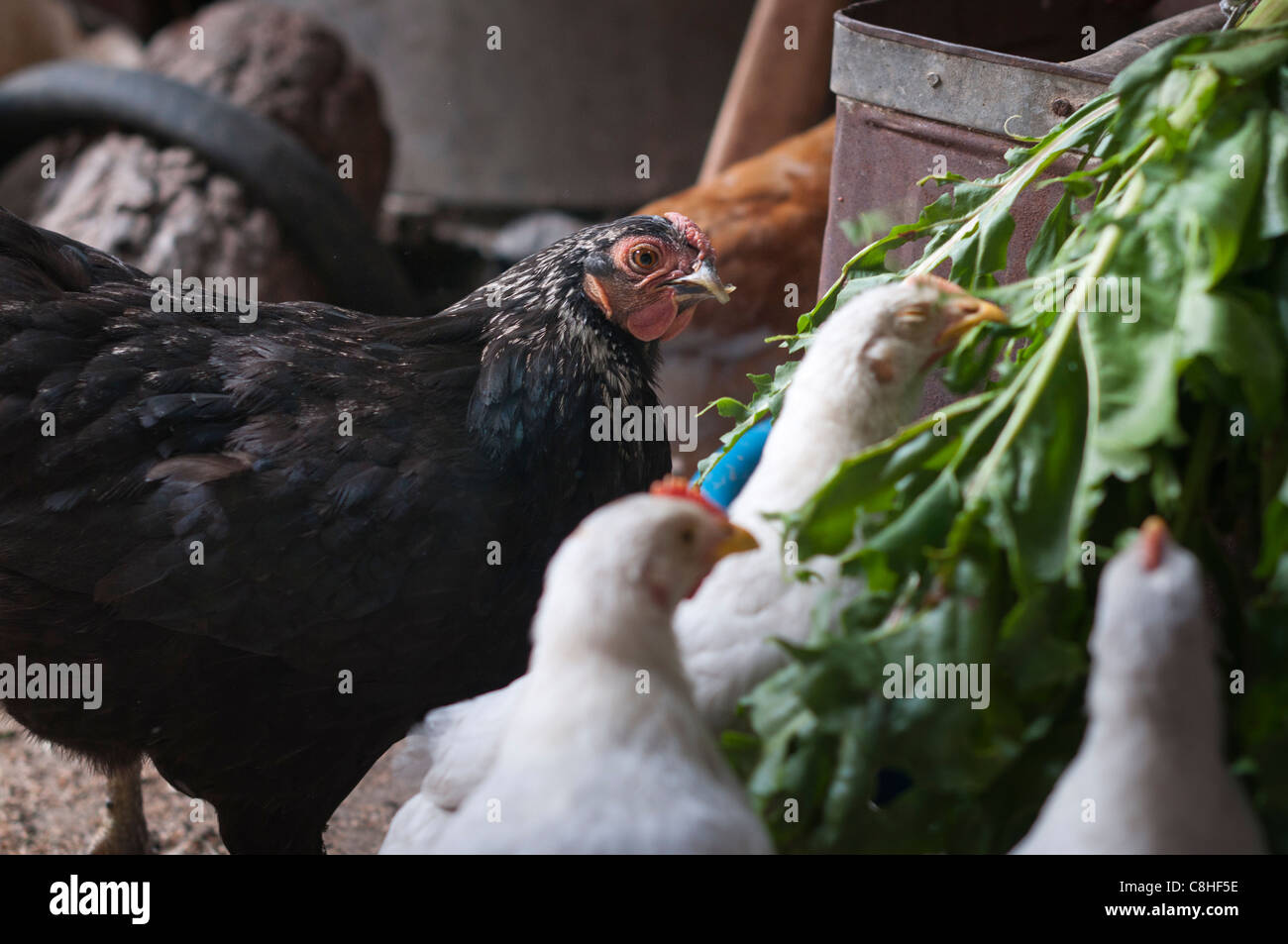 Hühnerfarm Stockfoto