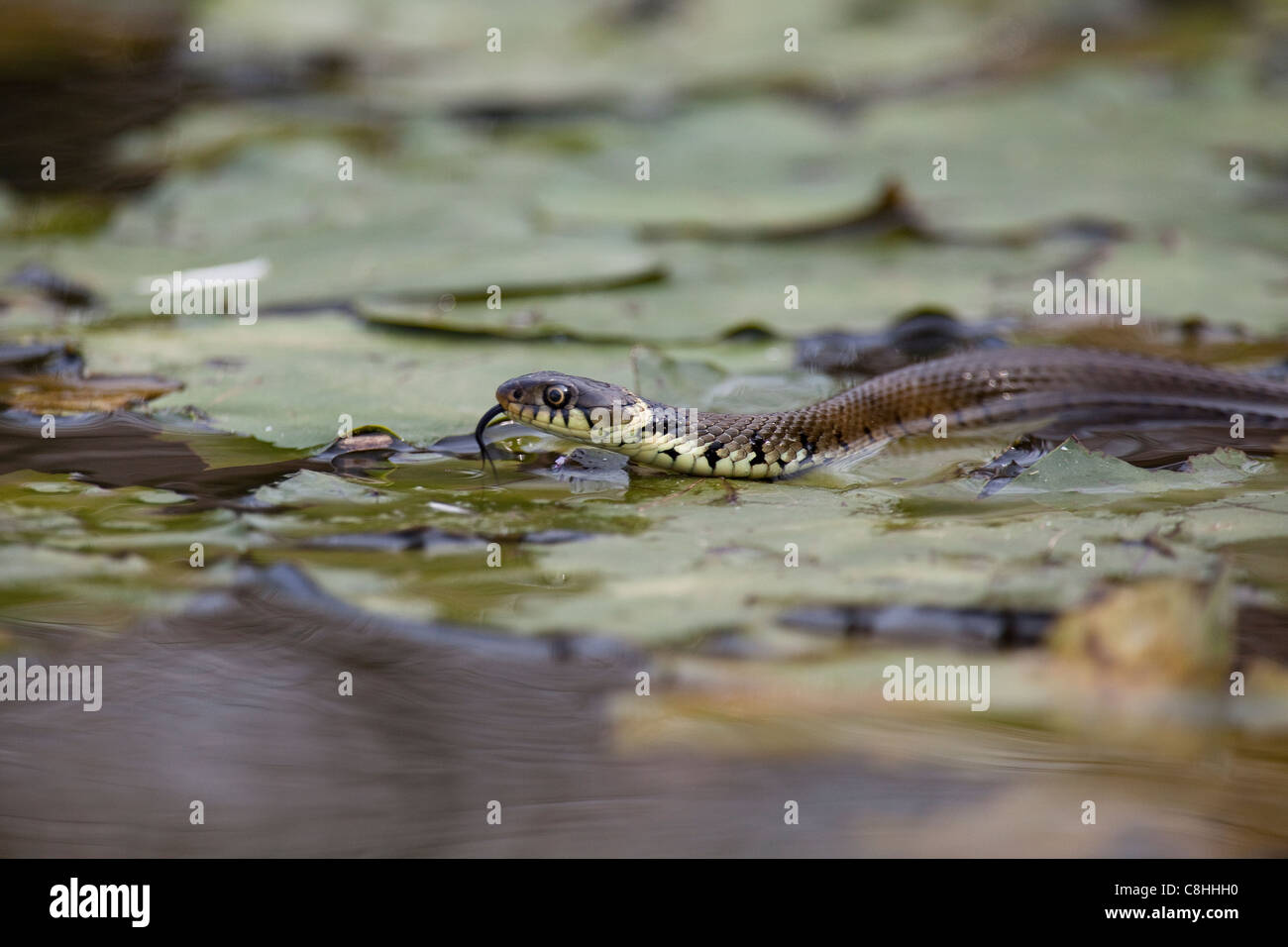 Ringelnatter schwimmt durch das Wasser im Arundel Tierwelt und weteland Stockfoto