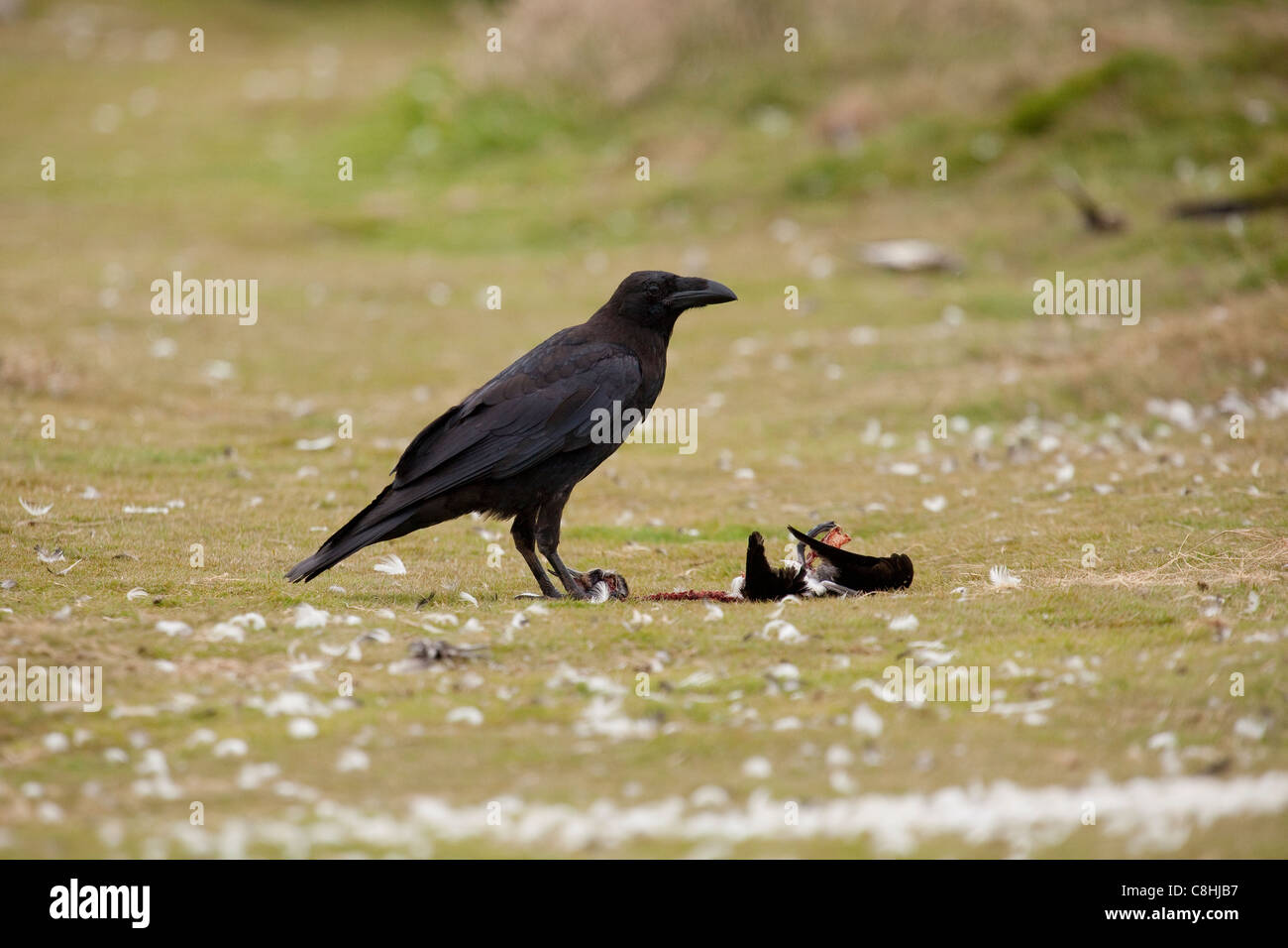 ein Rabe steht auf den Resten einer manx Shearwater auf Skomer island Stockfoto