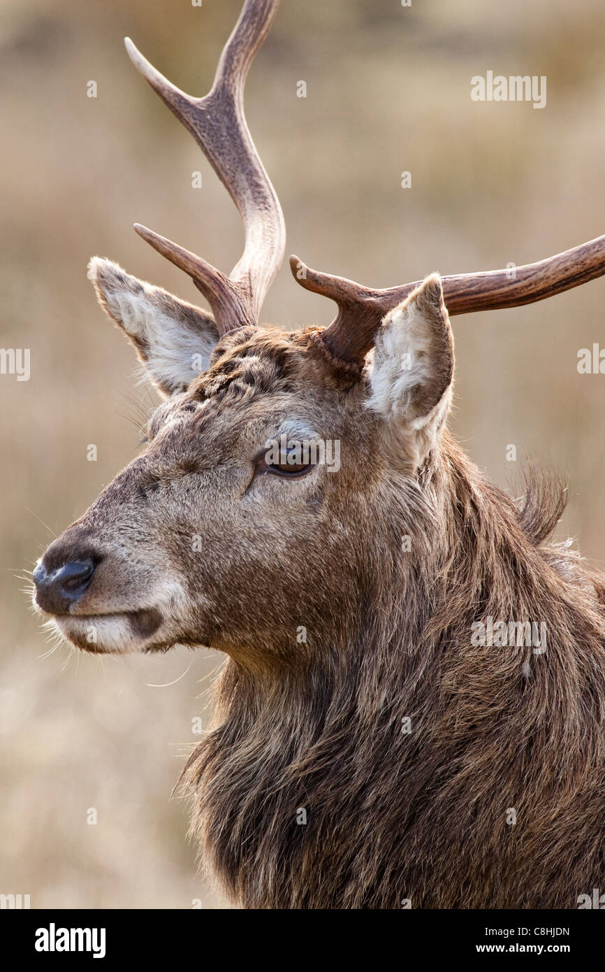 Rotwild-Hirsch in Schottland Stockfoto