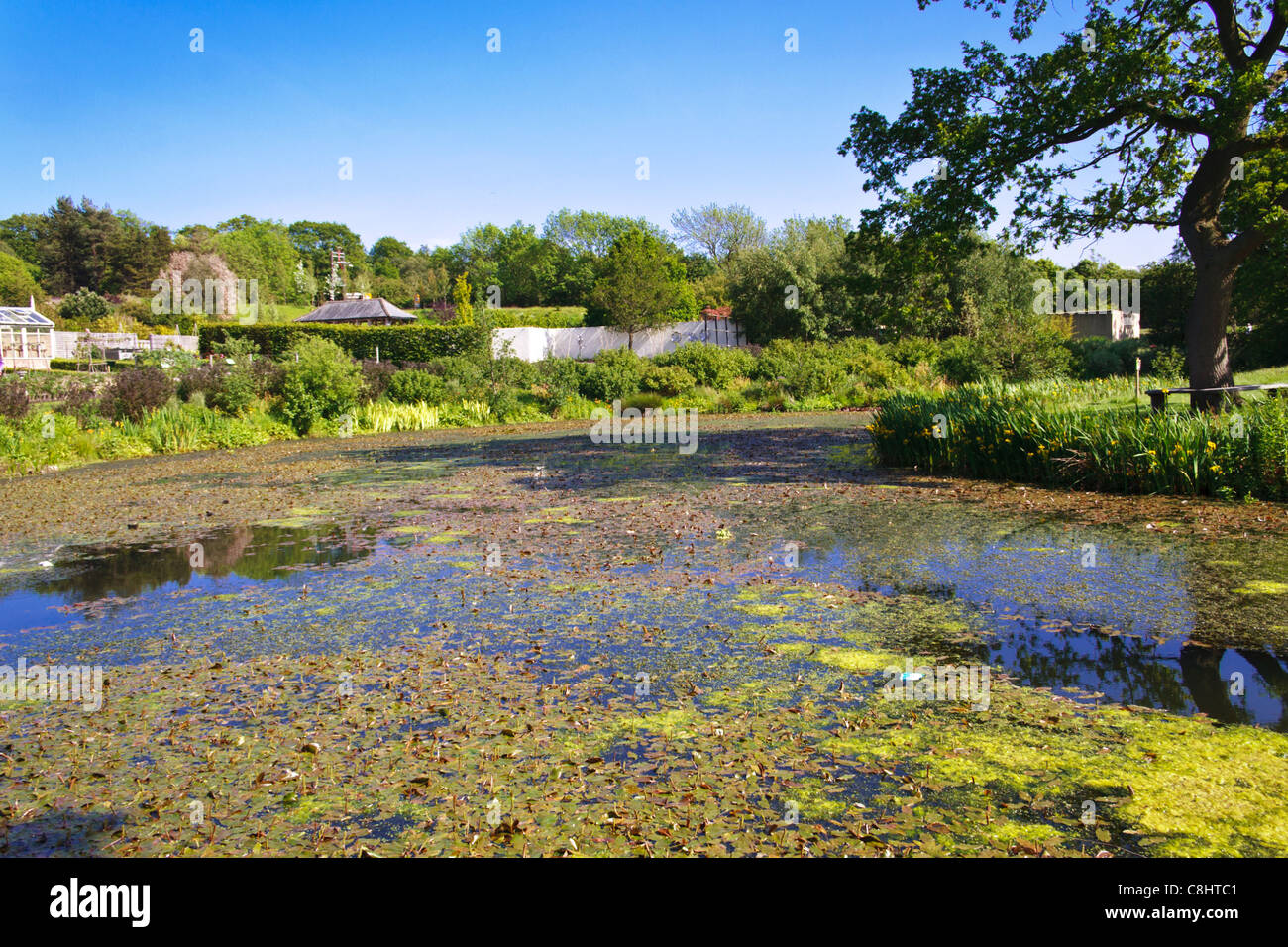 Großen Teich im RHS Harlow Carr Stockfoto